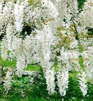 white wisteria3.jpg